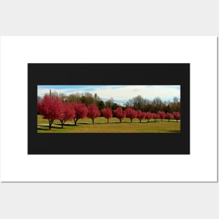 Pear Trees In A Row Posters and Art